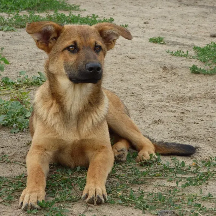 Max