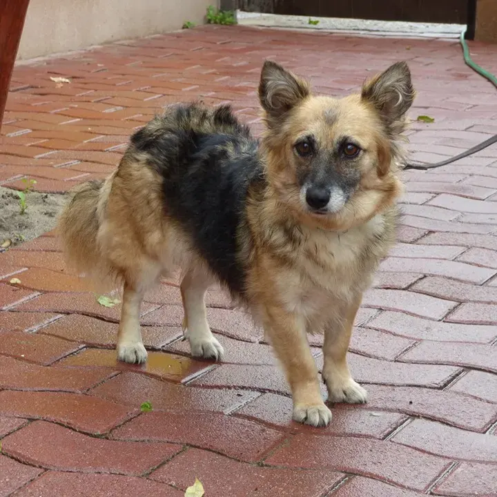 Shila