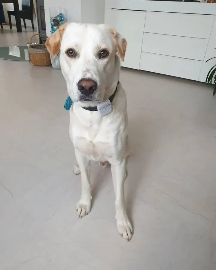 Leni