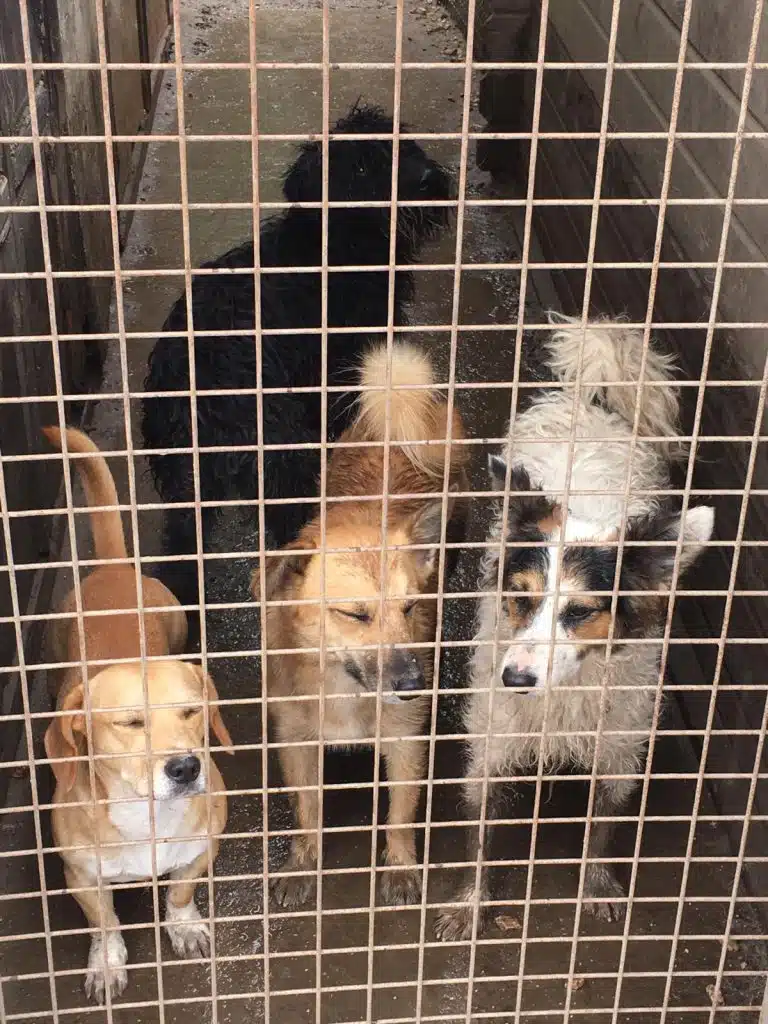 Vier Hunde mit hellbraunem, braunem und weiß-grauem Fell stehen hinter einem Gitter in einem Innenraum