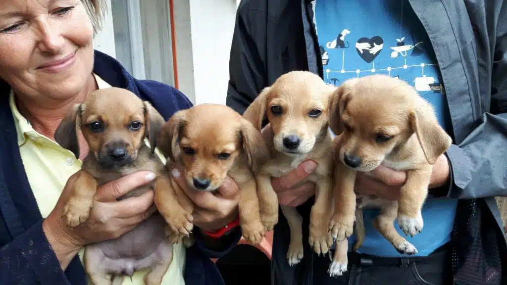 Eine Frau und ein Mann halten vier braune Hunde vor einer hellen Wand in den Armen