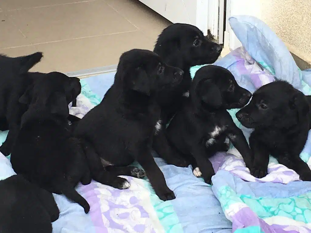 Mehrere schwarze Hunde liegen und sitzen dicht beieinander auf bunten Decken in einem Innenraum