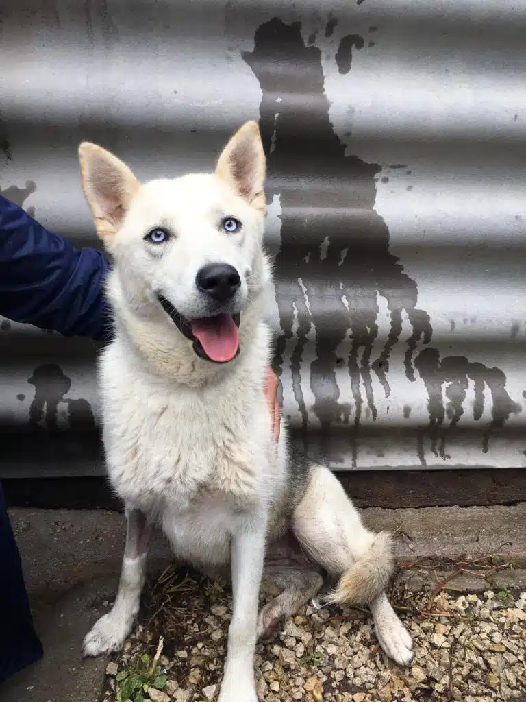 Ein weißer Hund sitzt auf Kies vor einer Wellblechwand, links ist ein Teil einer dunkel gekleideten Person zu sehen