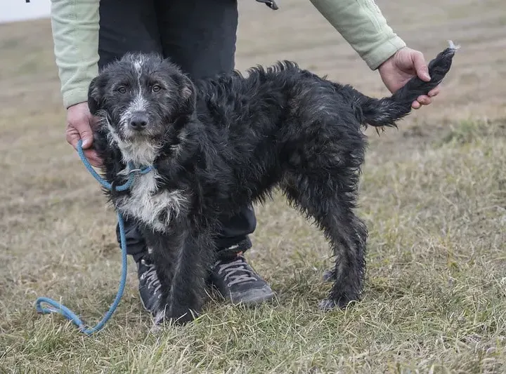Böbi