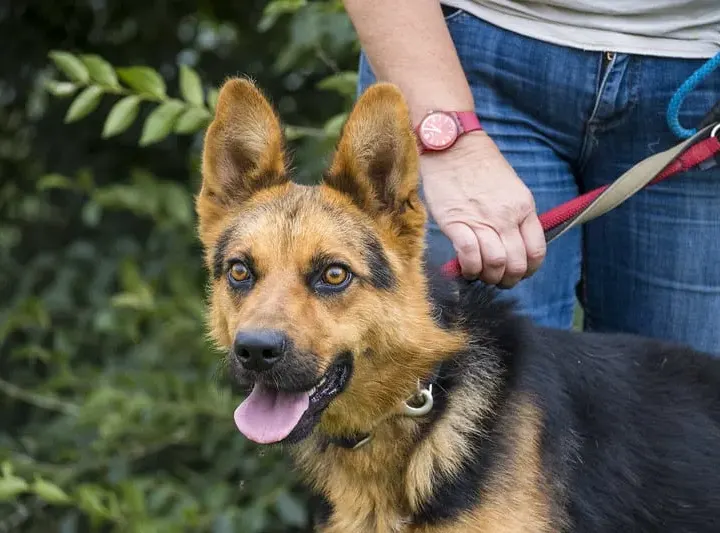 Franko