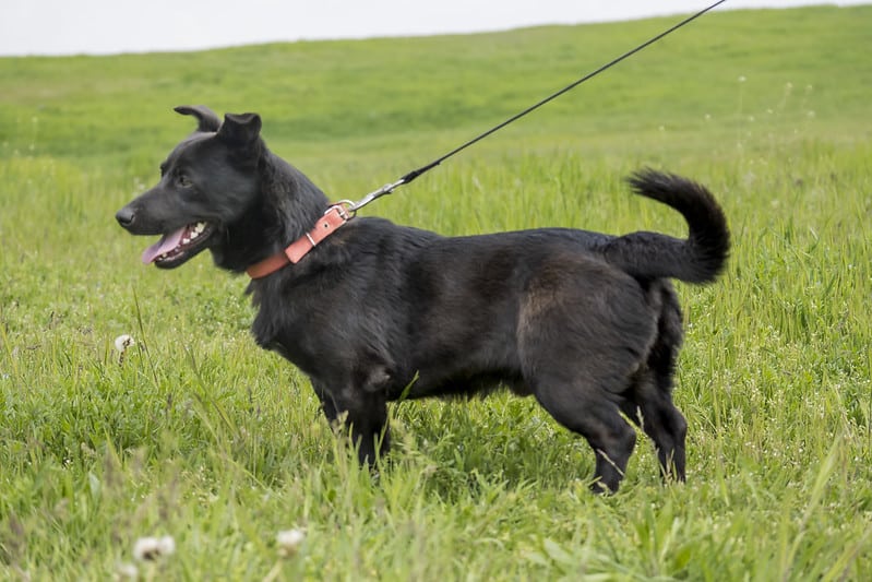 Lajos Hundehilfe Marika e.V.