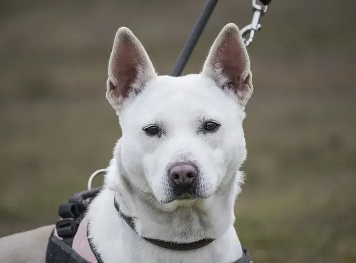 Felhö