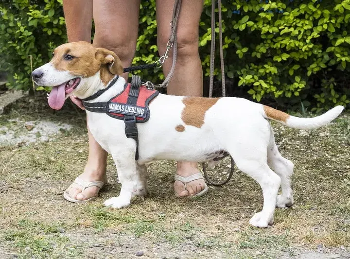 Todi