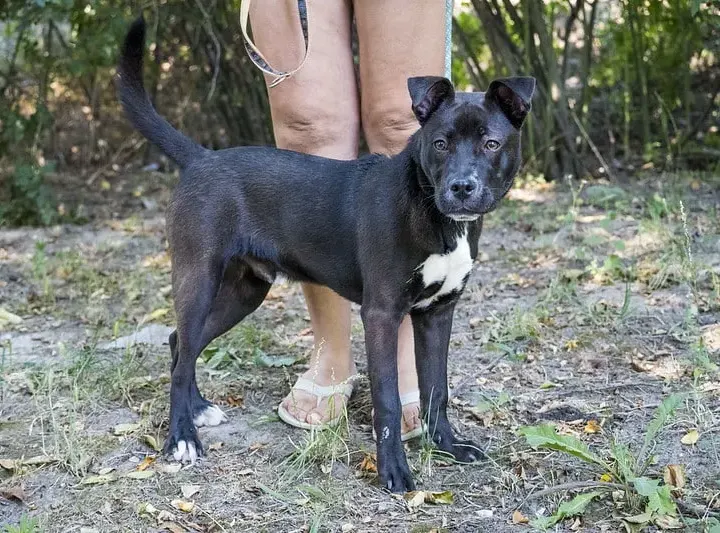 Vili