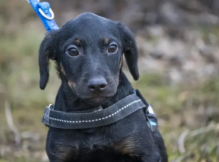 Bibi