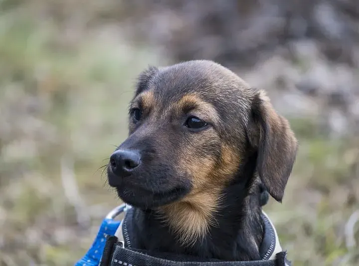 Janko