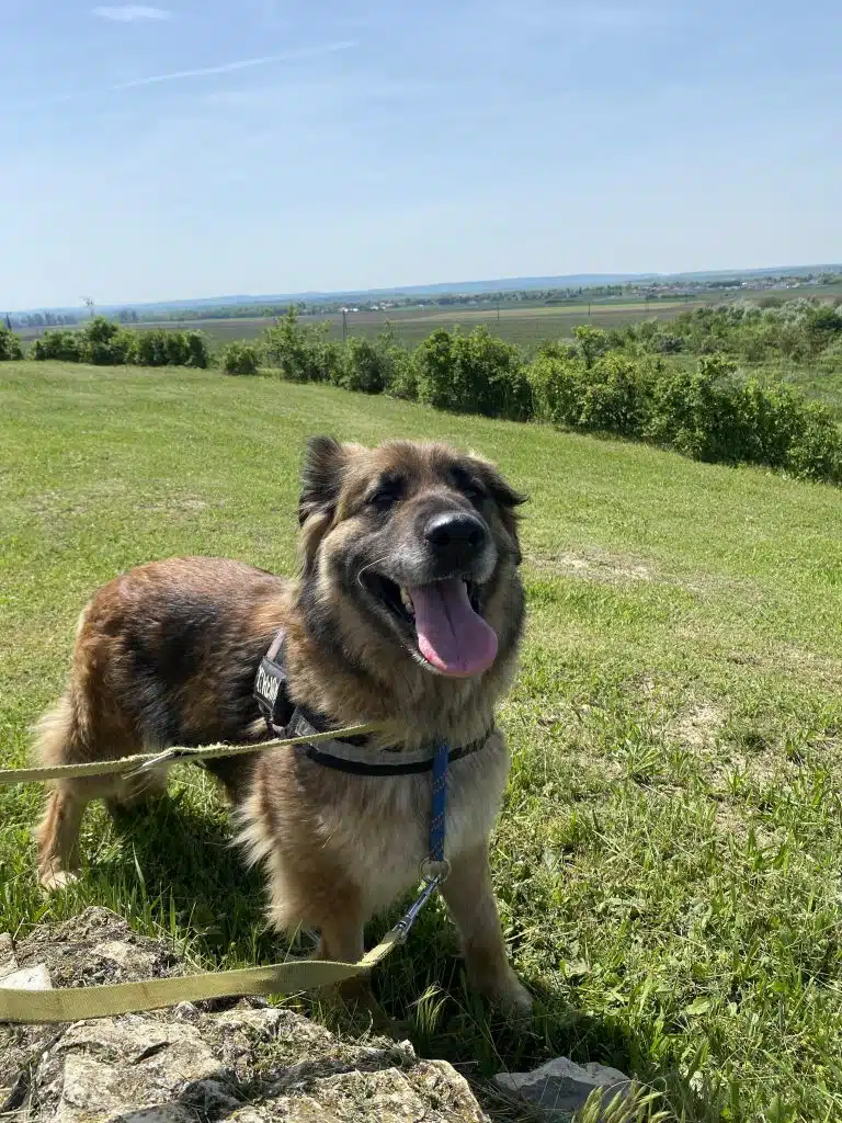 Ein braun-schwarz behaarter Hund steht an der Leine auf einer Wiese vor niedrigen Sträuchern, die Zunge hängt heraus