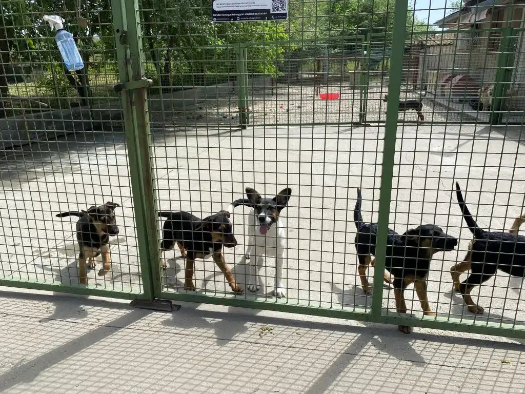 Hunde im Tierheim Siófok