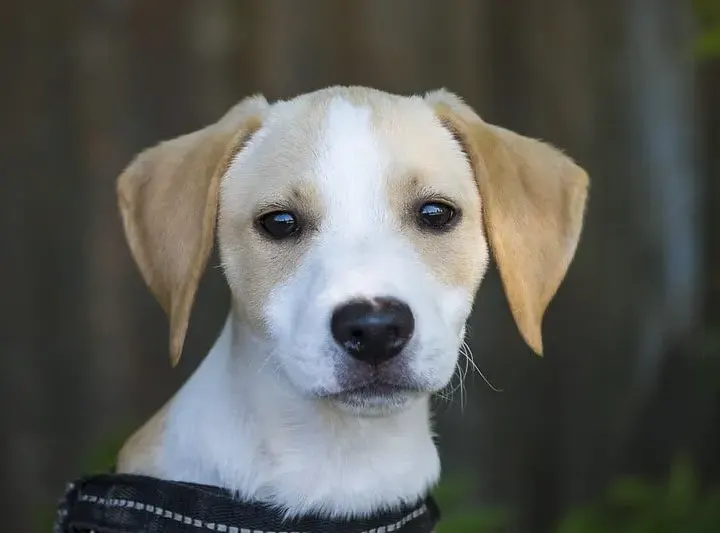 Snoopy