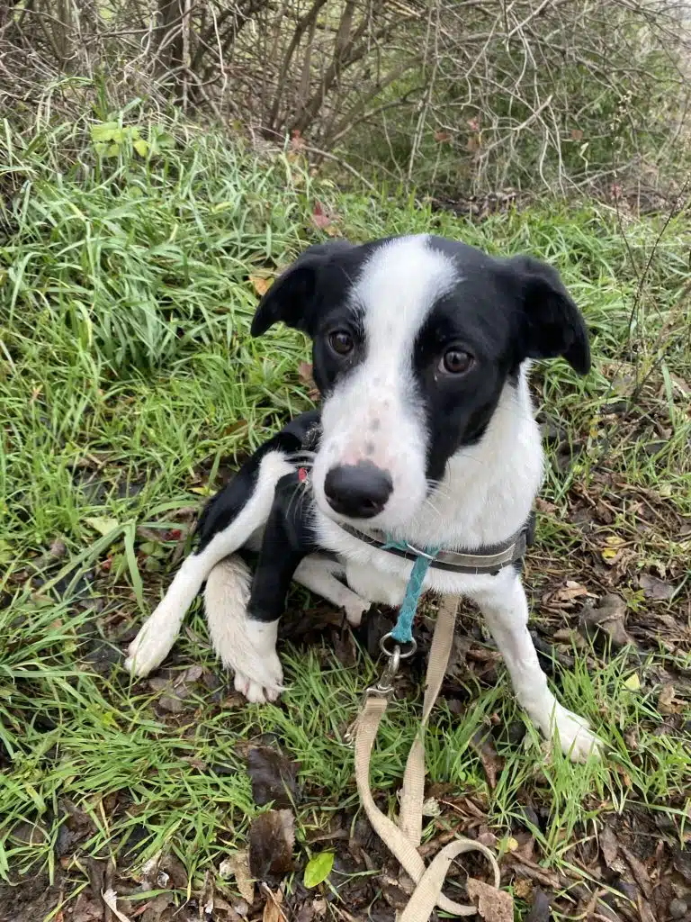 Hund auf der Wiese