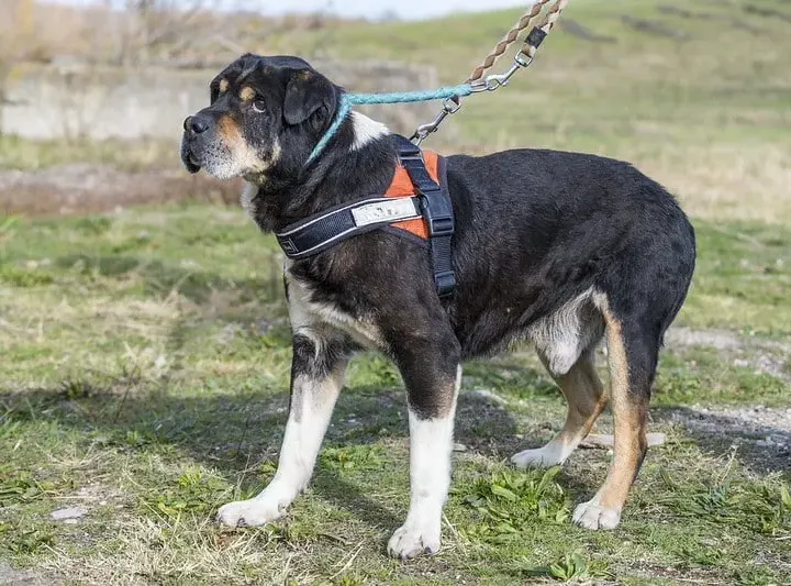 Retro, Hundesenior mit Knautschzone