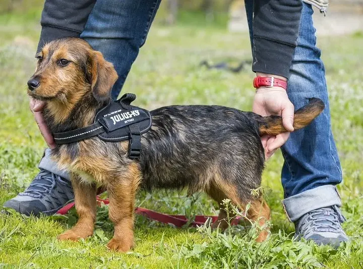 Bajusz