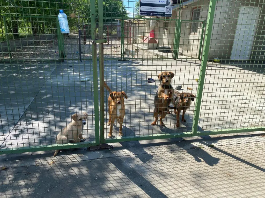 Vier Hunde warten am Zwingertor im Tierheim Siófok